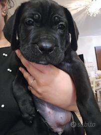 Cucciola di cane corso