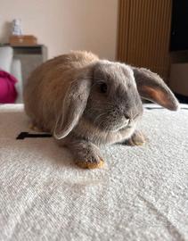 Coniglietto minilop ariete d appartamento