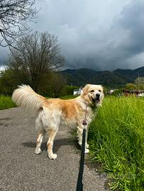 Cane da guardia incrocio maremmano