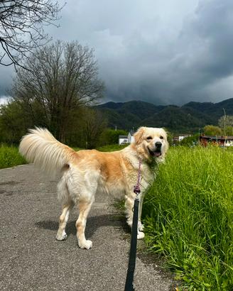 Cane da guardia incrocio maremmano