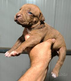 Pitbull 3 splendidi cuccioli