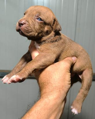Pitbull 3 splendidi cuccioli