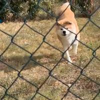 Akita inu femmina in adozione