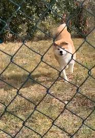 Akita inu femmina in adozione