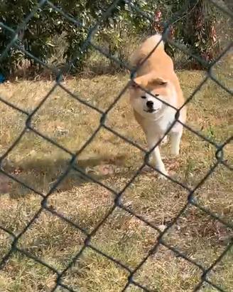 Akita inu femmina in adozione