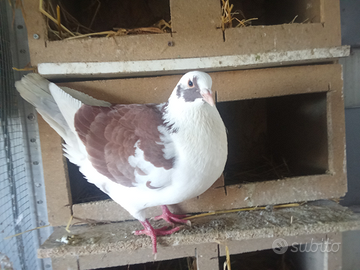 Piccioni/colombi varie razze e incroci