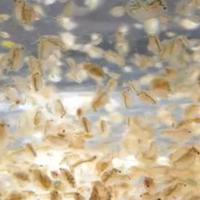 Daphnie pulex acquario