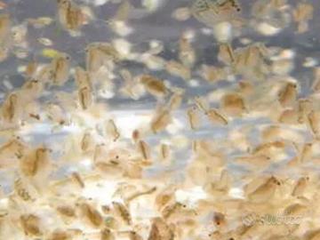 Daphnie pulex acquario