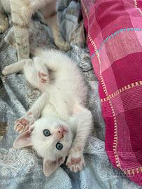 Siamese red point