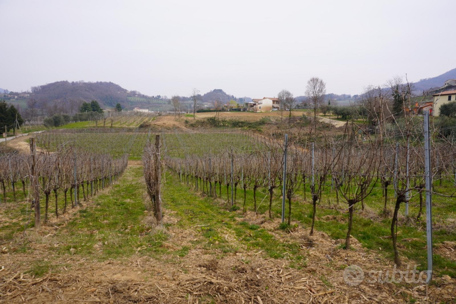 Vigneto e bosco - Terreni e rustici In vendita a Padova