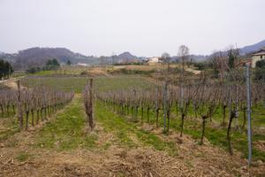Vigneto e bosco