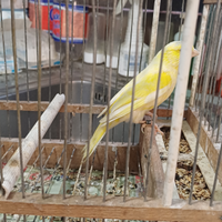 Canarini mosaici giallo