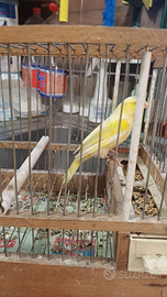 Canarini mosaici giallo