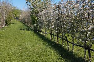 CONCESSIONE GRATUITA di terreno agricolo