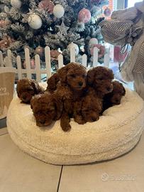 Barboncini toy e mini toy