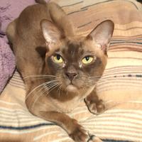 Gatto Burmese europeo color Chocolate