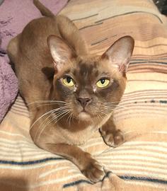 Gatto Burmese europeo color Chocolate