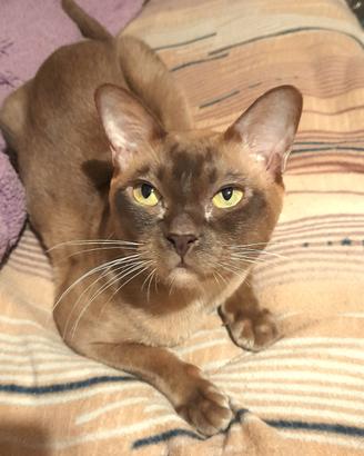 Gatto Burmese europeo color Chocolate