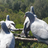 Piccioni per caccia al colombaccio