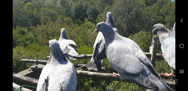 Piccioni per caccia al colombaccio