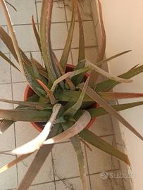 piante aloe