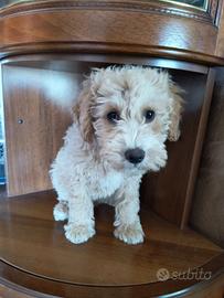 Cane Barboncino
