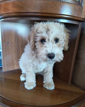 Cane Barboncino