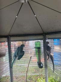 Coppia Parrocchetti dal collare