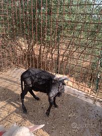 Agnello sardo