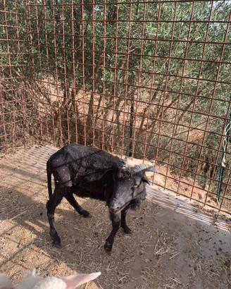 Agnello sardo