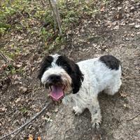 Lagotto/cocker da tartufi