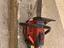 Immagine 2
