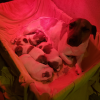 Cuccioli jack russel bicolore con pedigree