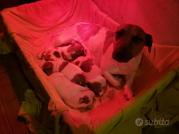 Cuccioli jack russel bicolore con pedigree