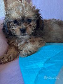 cuccioli di shih-poo