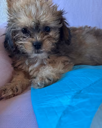 cuccioli di shih-poo