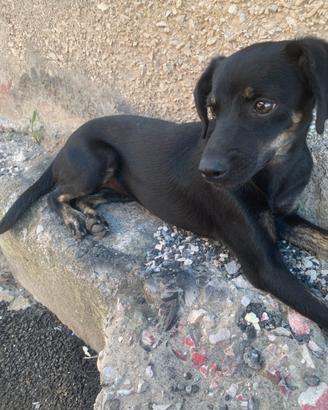 Cagnolina