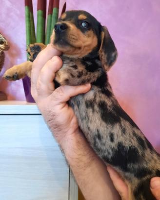 Cuccioli di bassotto arlecchino silver