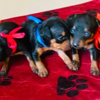 Cuccioli dì pinscher mini