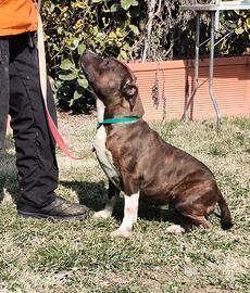 GRATIS Amstaff American Staffordshire Terrier