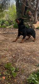 Rottweiler