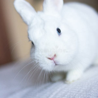 Cognilo bianco con occhi azzurri