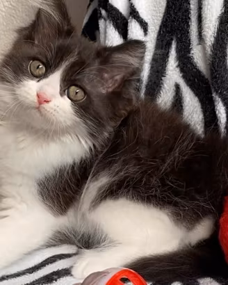 Gattina persiana normotipo femmina
