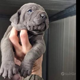 Cane Corso