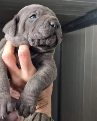 Cane Corso