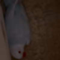 Pullo parrocchetto dal collare