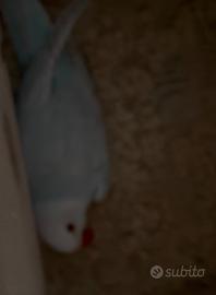 Pullo parrocchetto dal collare