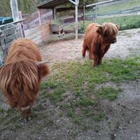 Vacche scozzesi Highlander