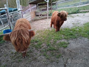 Vacche scozzesi Highlander
