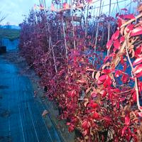 rincospermun ( falso gelsomino ) fiore bianco